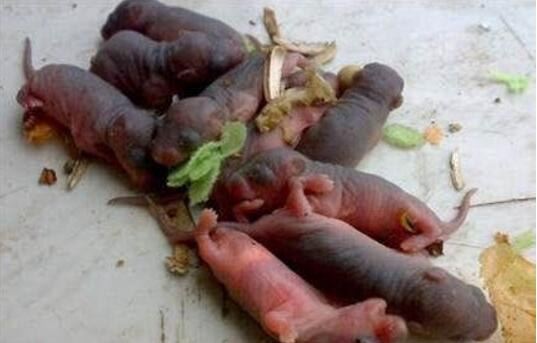 禁菜三吱儿的食用步骤分解 生吃活老鼠(胆小勿试)