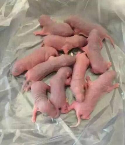 禁菜三吱儿的食用步骤分解 生吃活老鼠(胆小勿试)