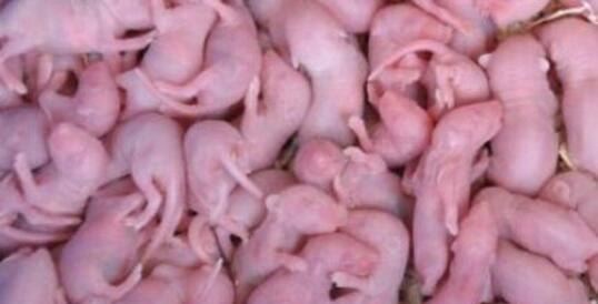 禁菜三吱儿的食用步骤分解 生吃活老鼠(胆小勿试)