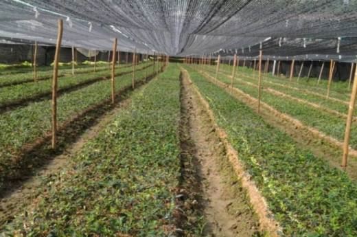 油茶苗多少钱一株 三大地域价格都在1～7元左右