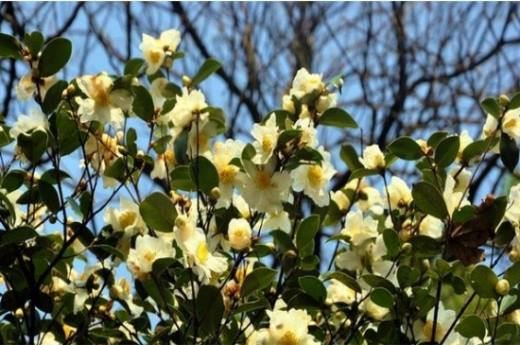 油茶苗多少钱一株 三大地域价格都在1～7元左右