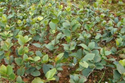 油茶苗多少钱一株 三大地域价格都在1～7元左右