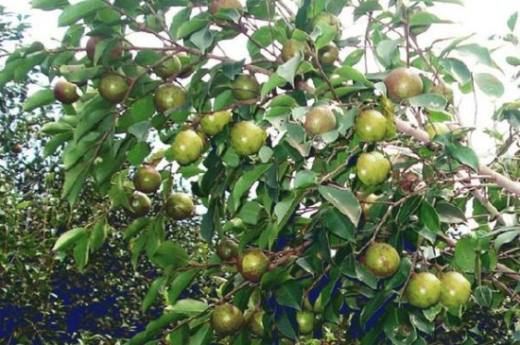 油茶苗多少钱一株 三大地域价格都在1～7元左右