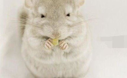 龙猫图片大全 萌死人不偿命的可爱龙猫图片