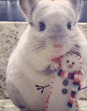 龙猫图片大全 萌死人不偿命的可爱龙猫图片