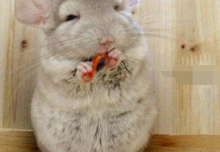 龙猫图片大全 萌死人不偿命的可爱龙猫图片