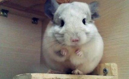 龙猫图片大全 萌死人不偿命的可爱龙猫图片