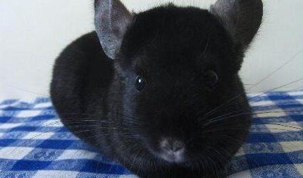 龙猫图片大全 萌死人不偿命的可爱龙猫图片