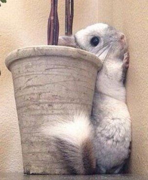 龙猫图片大全 萌死人不偿命的可爱龙猫图片