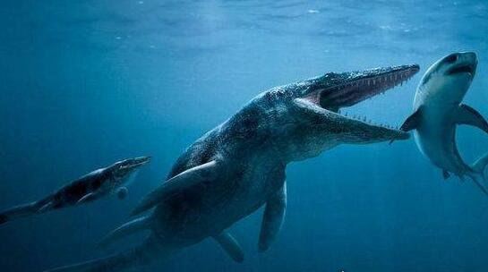 史前顶级掠食者 梅氏利维坦鲸(长达17米/重65吨)