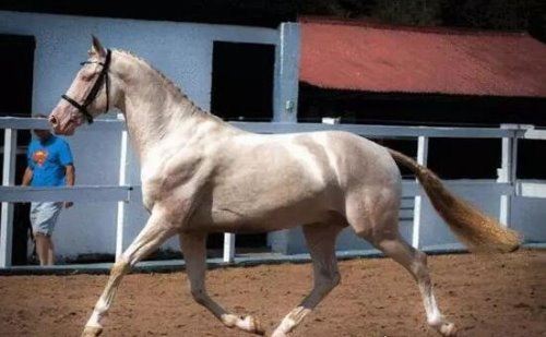 汗血宝马多少钱一匹 价值上千万的宝马每年饲养费就要好几万