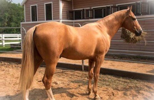 汗血宝马多少钱一匹 价值上千万的宝马每年饲养费就要好几万