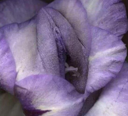 女人十大名器真人图解 鲱鱼子型紧密摩擦让你欲罢不能