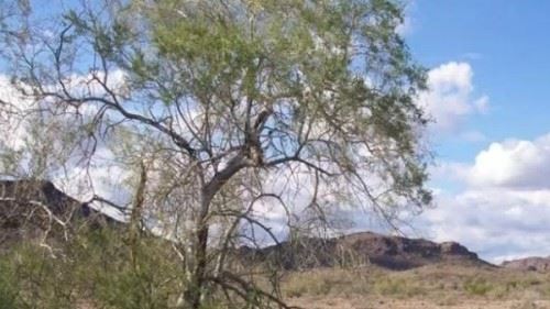 沙漠中最顽强的十大植物 圆桶掌能在地下存活达6年