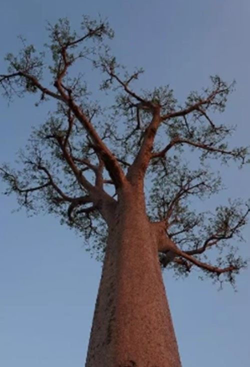 沙漠中最顽强的十大植物 圆桶掌能在地下存活达6年