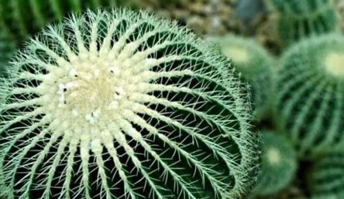 沙漠中最顽强的十大植物 圆桶掌能在地下存活达6年