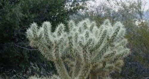 沙漠中最顽强的十大植物 圆桶掌能在地下存活达6年
