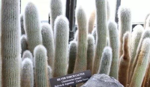 沙漠中最顽强的十大植物 圆桶掌能在地下存活达6年