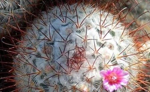 沙漠中最顽强的十大植物 圆桶掌能在地下存活达6年