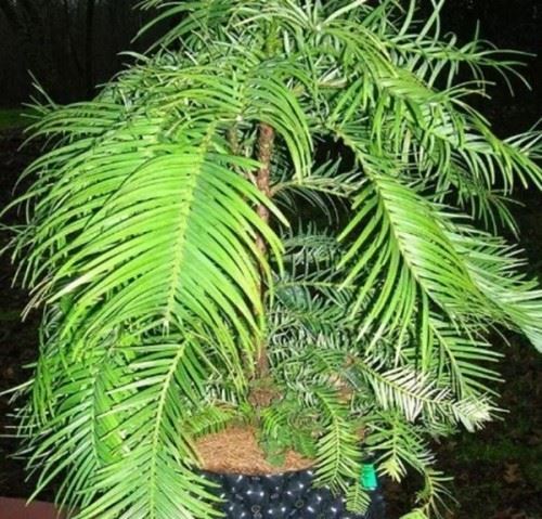 沙漠中最顽强的十大植物 圆桶掌能在地下存活达6年