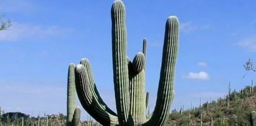 沙漠中最顽强的十大植物 圆桶掌能在地下存活达6年