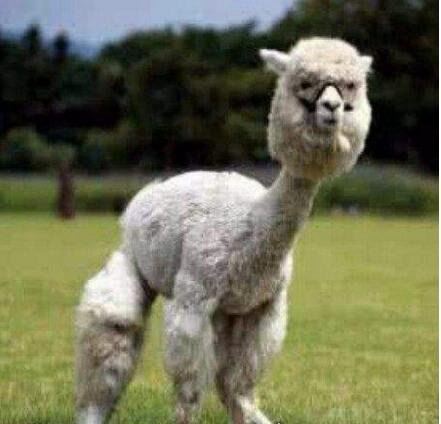 草泥马是什么？就是指羊驼(乃中国网络十大神兽之一)