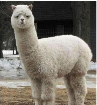 草泥马是什么？就是指羊驼(乃中国网络十大神兽之一)