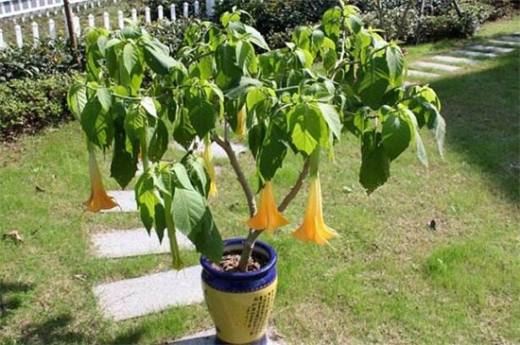 曼陀罗多少钱一斤 大概为80～90元一斤