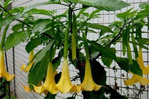 曼陀罗多少钱一斤 大概为80～90元一斤