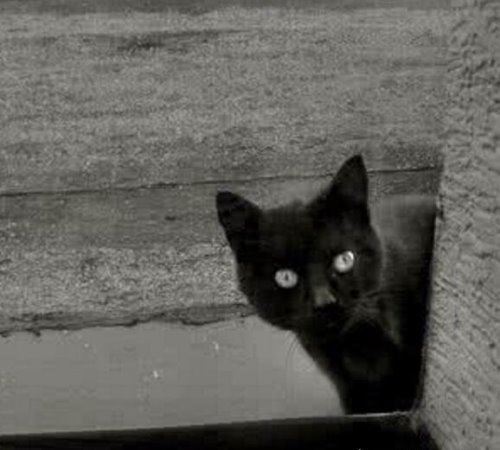 1987陕西夜狸猫事件回顾 真相至今无人知晓(疑是谣言)