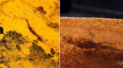 古代十大恐怖吓人的动物 幸好都已经灭绝了忐忑不安