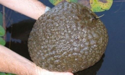 古代十大恐怖吓人的动物 幸好都已经灭绝了忐忑不安
