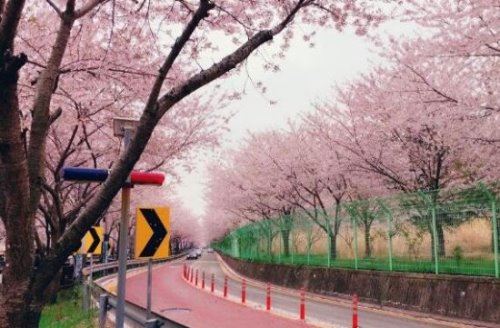 走花路是什么意思 饭圈常用语(希望一切顺利有好事发生)