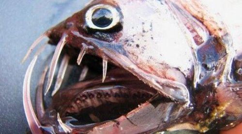 狼牙虾虎鱼生命力顽强 头被斩断还依旧活蹦乱跳