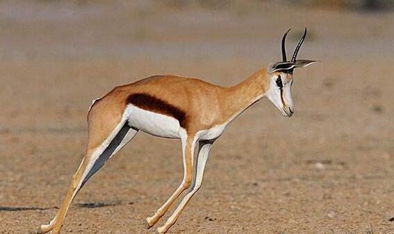 动物界中跑得快的动物排名 时速130千米的猎豹是最佳奔跑之王