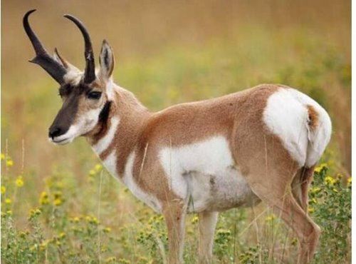 动物界中跑得快的动物排名 时速130千米的猎豹是最佳奔跑之王