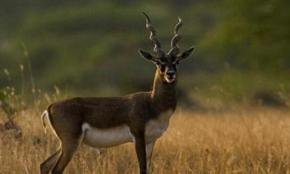 动物界中跑得快的动物排名 时速130千米的猎豹是最佳奔跑之王