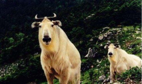 动物界中跑得快的动物排名 时速130千米的猎豹是最佳奔跑之王