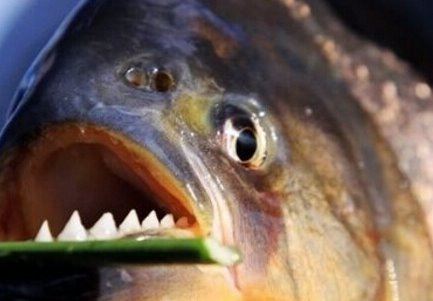 亚马逊河杀手排行榜 刺鲶力压食人鱼成霸主（食人鱼第3、电鳗第4）