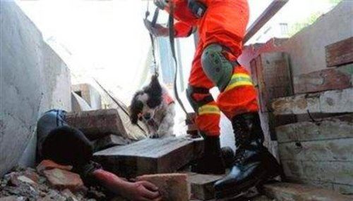 地震搜救犬全部处死 为某个神秘人物陪葬(谣言不可信！！)