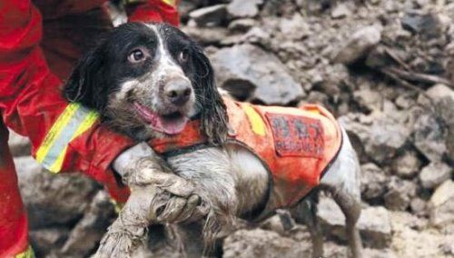 地震搜救犬全部处死 为某个神秘人物陪葬(谣言不可信！！)