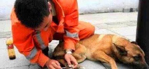 地震搜救犬全部处死 为某个神秘人物陪葬(谣言不可信！！)