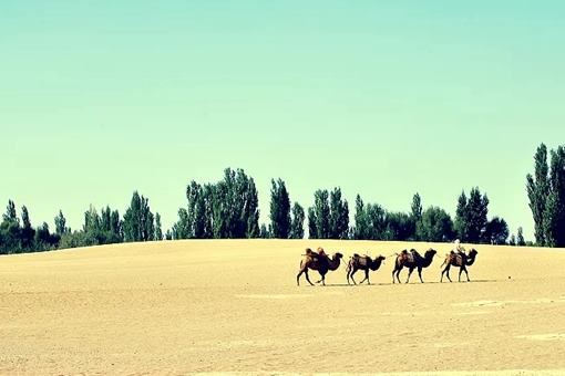 丝绸之路的主要商品是哪些？丝绸之路的资料介绍