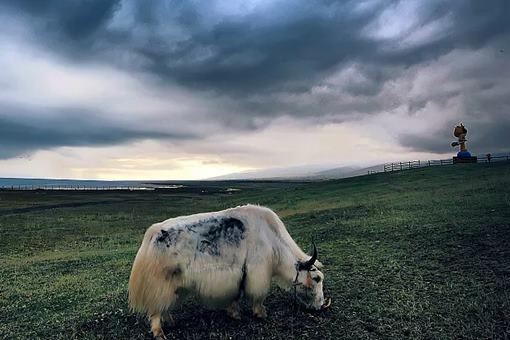 丝绸之路的主要商品是哪些？丝绸之路的资料介绍