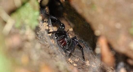中国台湾最大的蜘蛛 上户蜘蛛浑身剧毒无解(长20cm)