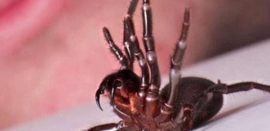 中国台湾最大的蜘蛛 上户蜘蛛浑身剧毒无解(长20cm)