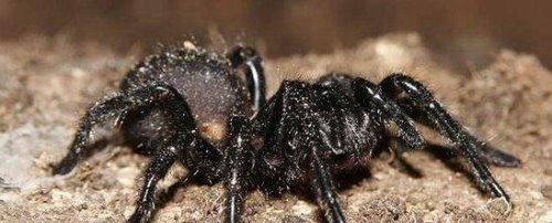 中国台湾最大的蜘蛛 上户蜘蛛浑身剧毒无解(长20cm)