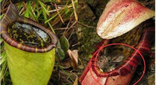 恐怖的食人花吃人吗？真实身份大王花只吃肉不吃人(图片)