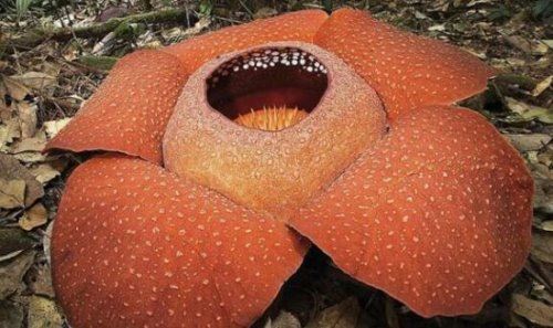 恐怖的食人花吃人吗？真实身份大王花只吃肉不吃人(图片)