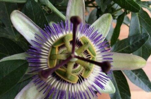 恐怖的食人花吃人吗？真实身份大王花只吃肉不吃人(图片)